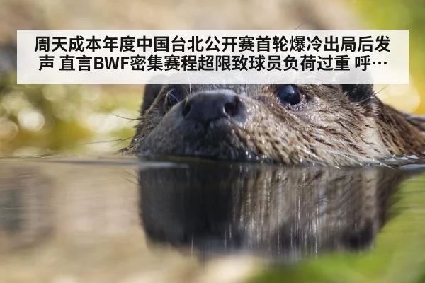 周天成本年度中国台北公开赛首轮爆冷出局后发声 直言BWF密集赛程超限致球员负荷过重 呼吁调整赛制引广泛争议